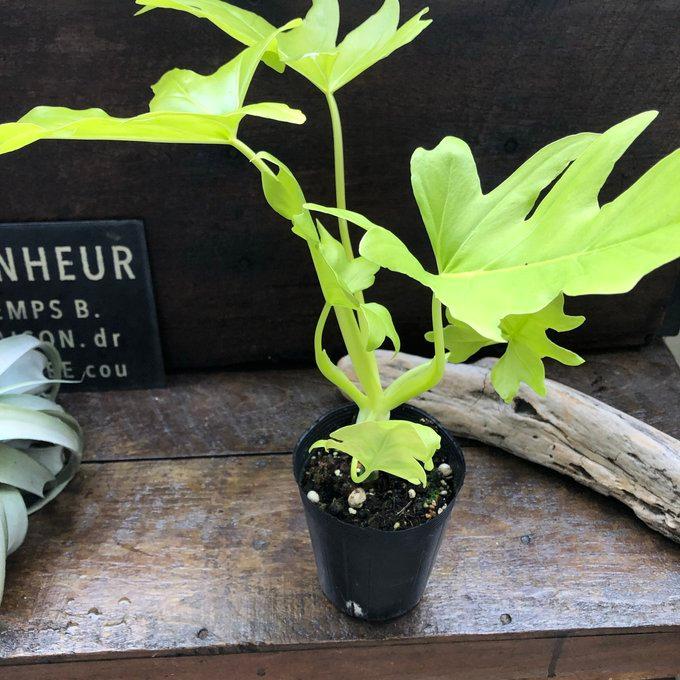 オーレア フィロデンドロン ワルセヴィッチ 斑入り 観葉植物 : パリ