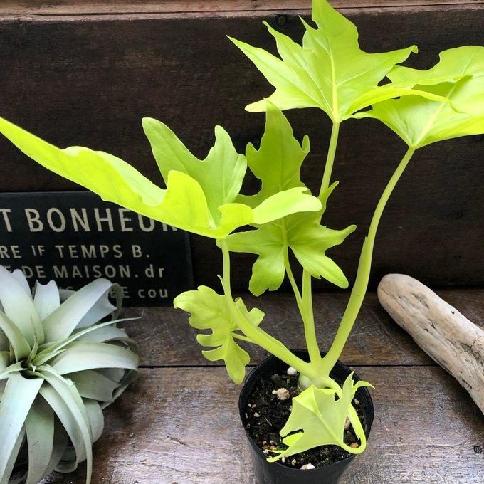 オーレア フィロデンドロン ワルセヴィッチ 斑入り 観葉植物 : パリ