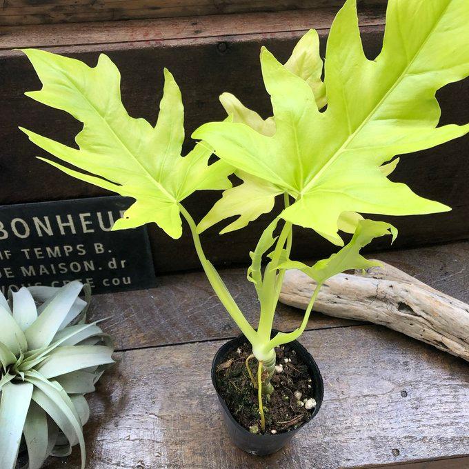 オーレア フィロデンドロン ワルセヴィッチ 斑入り 観葉植物 : パリ