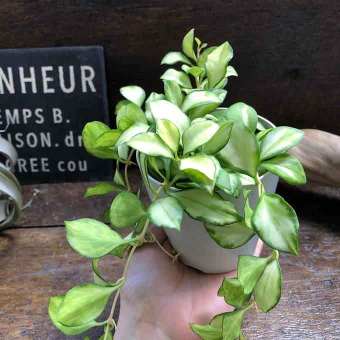 ☘観葉植物☘ホヤ ヘウスケリアナ④ 斑入り バリエガータ 2号ポット ホヤ 『ヘウスケリアナ バリエガータ』 斑入り 観葉植物 インテリア