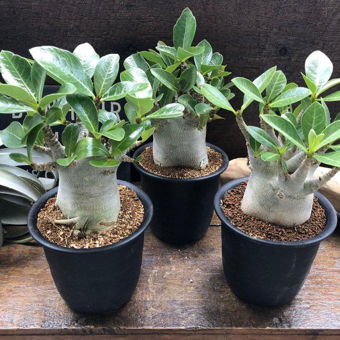 アデニウム アラビカム ドワーフ 4号サイズ 塊根植物 蛸足 観葉植物