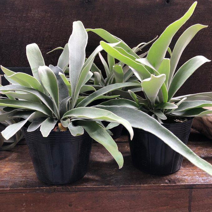 ベイチー 5号苗 コウモリラン ビカクシダ 観葉植物 吊り下げ