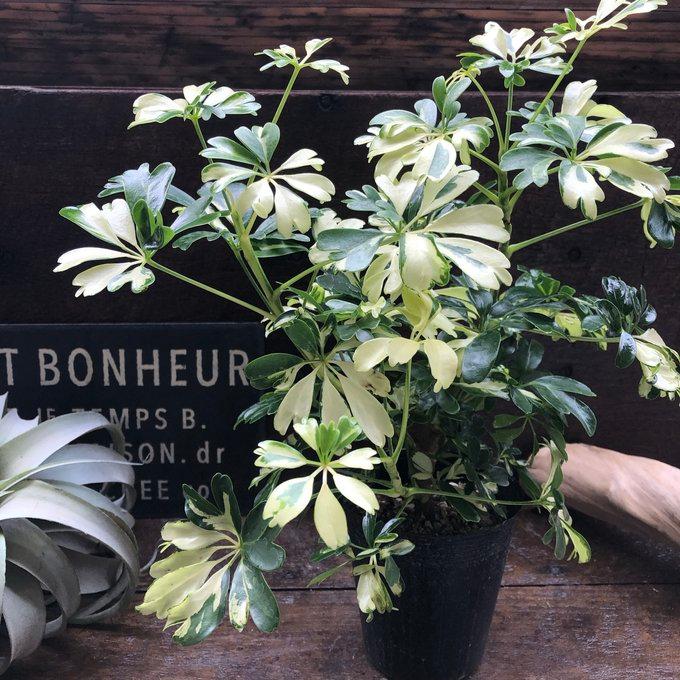 シェフレラ ジェニーネ 観葉植物 希少 斑入り インテリア : パリ