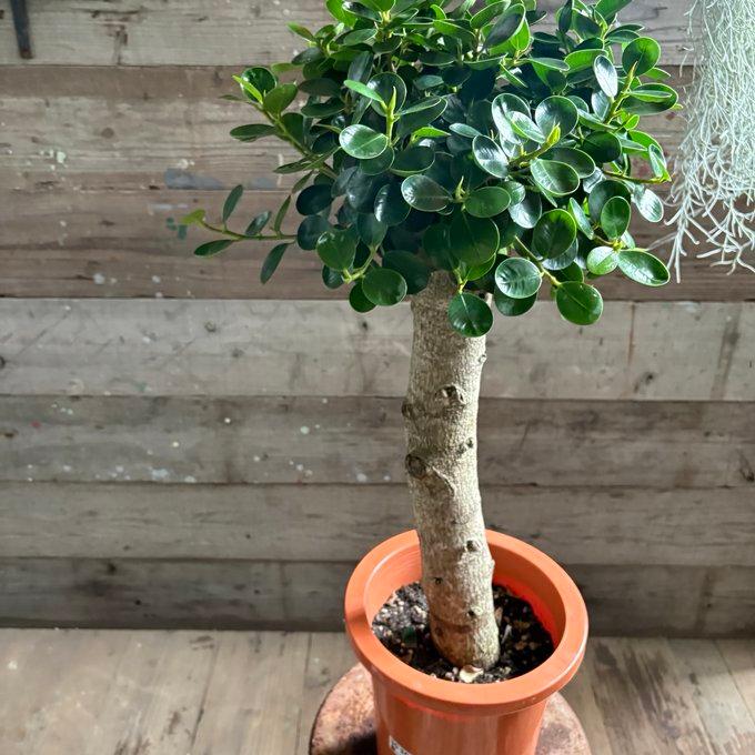 美品　パンダガジュマル② ８号 8号大苗 木立のパンダガジュマル 即完売 観葉植物 インテリア : パリ
