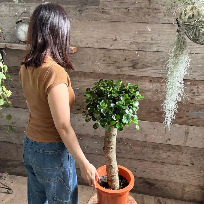 8号大苗 木立のパンダガジュマル 即完売 観葉植物 インテリア : パリ