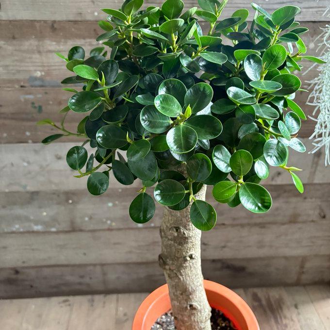 8号大苗 木立のパンダガジュマル 即完売 観葉植物 インテリア : パリ