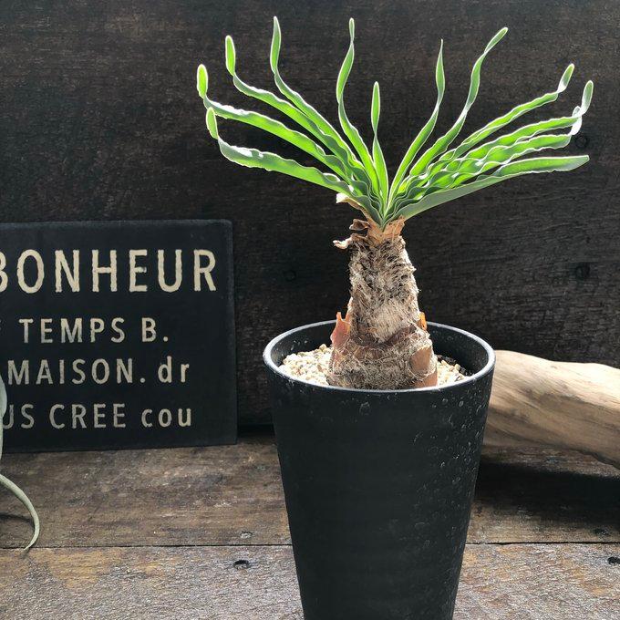 ブーファン・ディスティチャ】 希少植物 個性的 塊根部分植物 : パリ