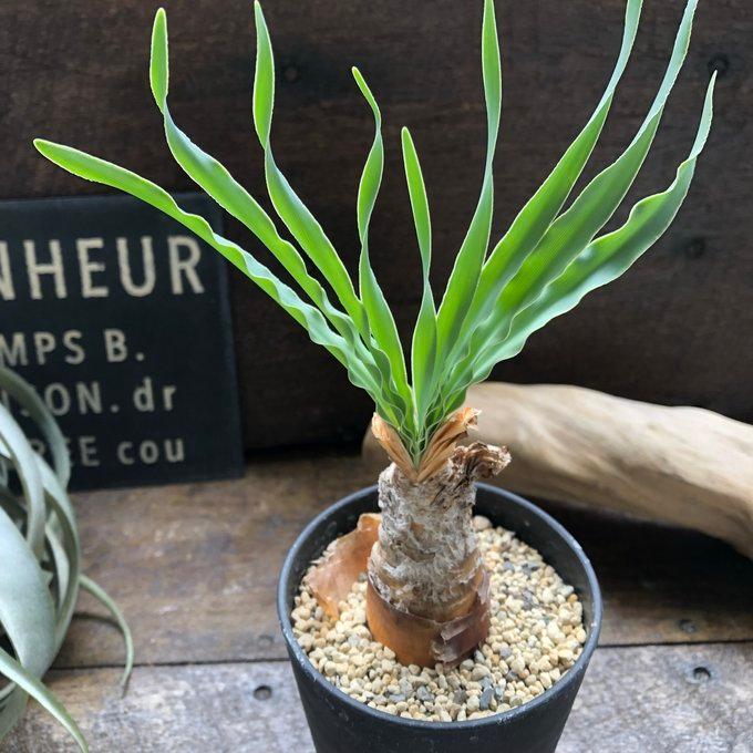 ブーファン・ディスティチャ】 希少植物 個性的 塊根部分植物 : パリ