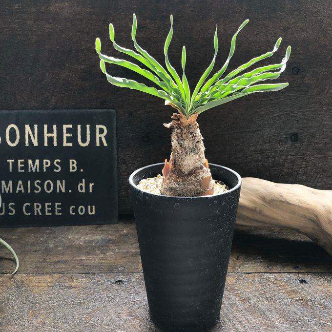 ブーファン・ディスティチャ】 希少植物 個性的 塊根部分植物 : パリ