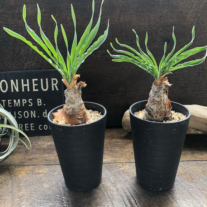 ブーファン・ディスティチャ】 希少植物 個性的 塊根部分植物 : パリ