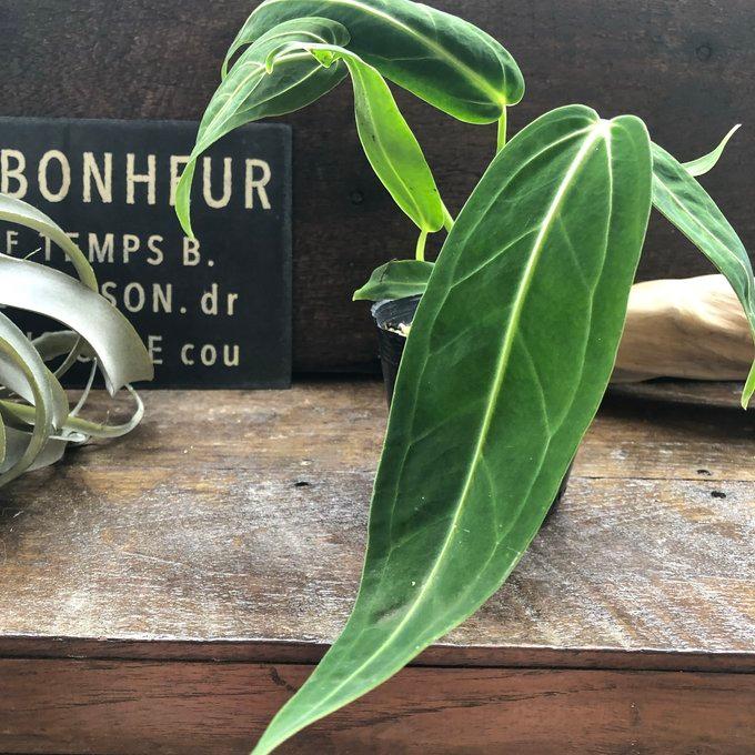 アンスリウム ワロクアーナム 「Anthurium warocqueanum 」 観葉植物