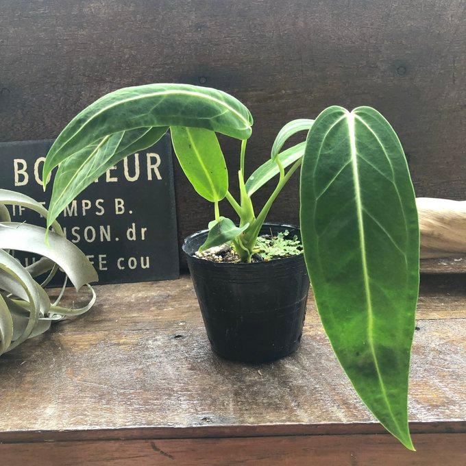 アンスリウム ワロクアーナム 「Anthurium warocqueanum 」 観葉植物