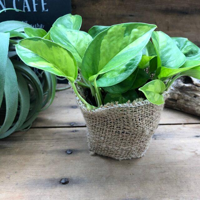 ポトス グローバルグリーン 最新品種 観葉植物 : パリジェンヌ - 通販