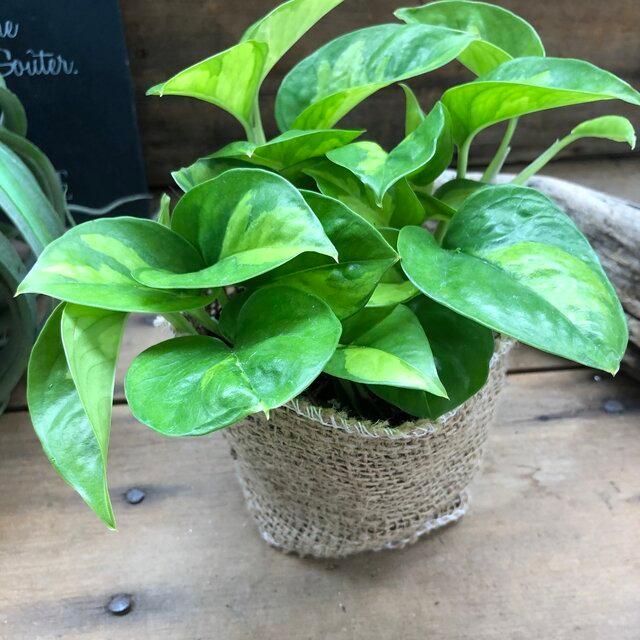 ポトス グローバルグリーン 最新品種 観葉植物 : パリジェンヌ - 通販