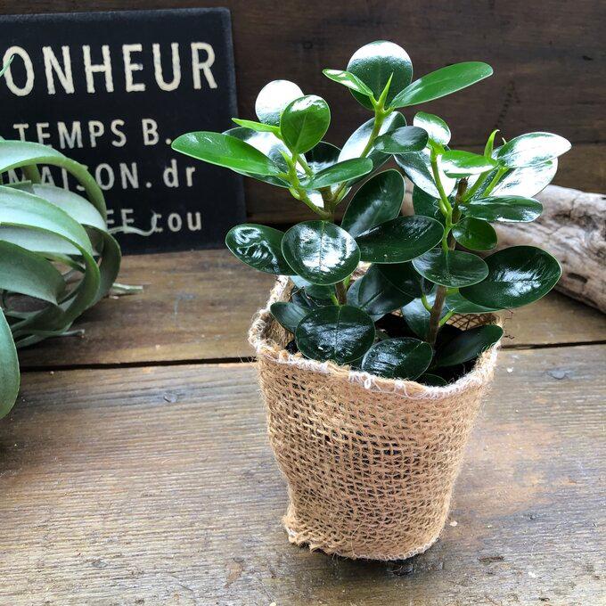 赤ちゃんパンダガジュマル ミニサイズ 観葉植物 お手頃価格