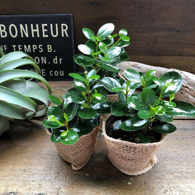 ガジュマル パンダガジュマル 51番 ハート型 希少 インテリアグリーン