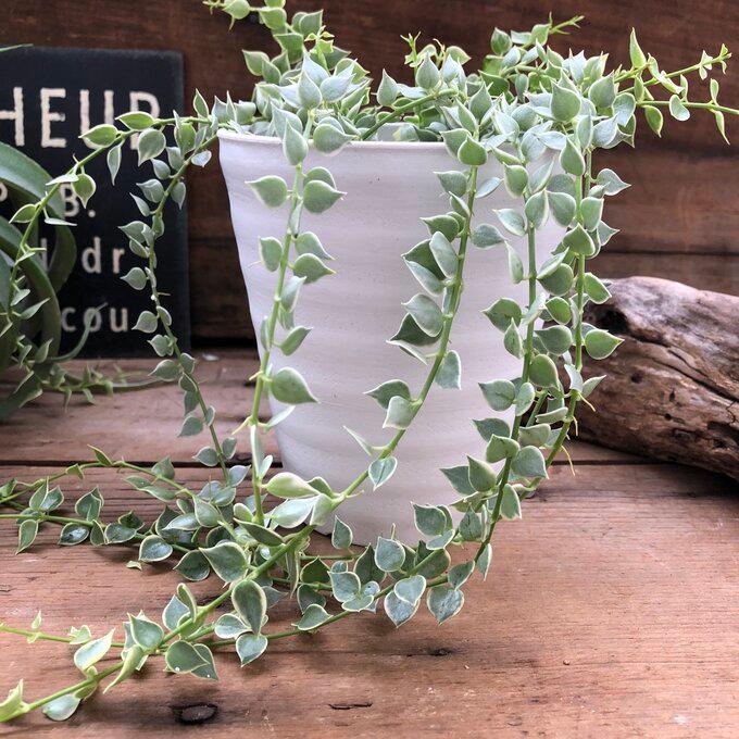 斑入りミリオンハート 白鉢 希少 ディスキディア 観葉植物 : パリ
