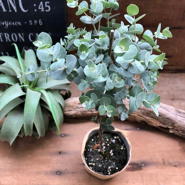 アーニゲラ 希少 ユーカリ 木立した ガーデニング K 209 サニーヤフーショッピング店 通販 Yahoo ショッピング