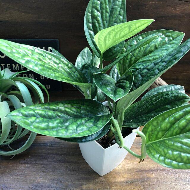 ハイクオリティ ジェイドシャトルコック モンステラ 希少 観葉植物