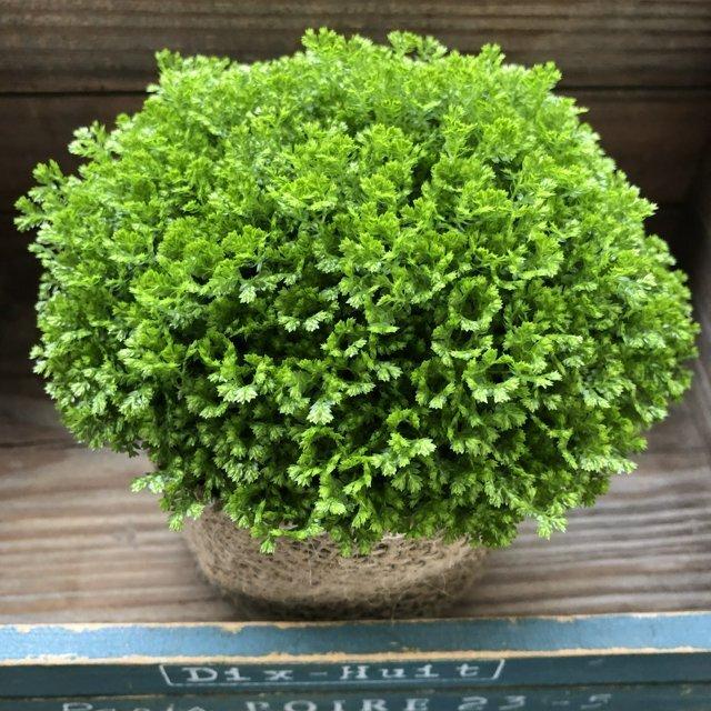観葉植物 クッションモス セラギネラ 観葉植物 Olenevka Otelileto Ru