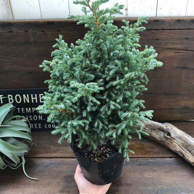 庭木　ボールバード シンボルツリー　クリ マススツリー コニファー 庭木 ボールバード シンボルツリー クリ マススツリー コニファー