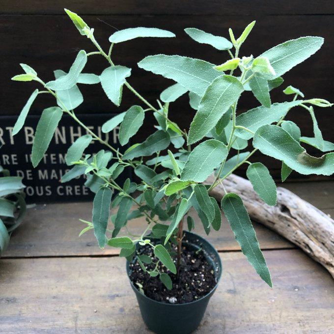 レモンユーカリ 即完売 アロマや虫除けに ガーデニング 観葉植物