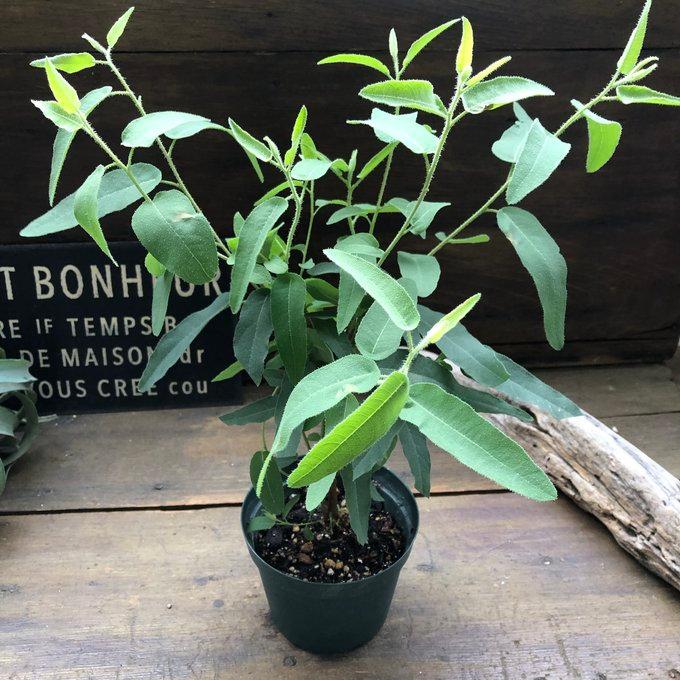 レモンユーカリ レモンユーカリ 即完売 アロマや虫除けに ガーデニング 観葉植物
