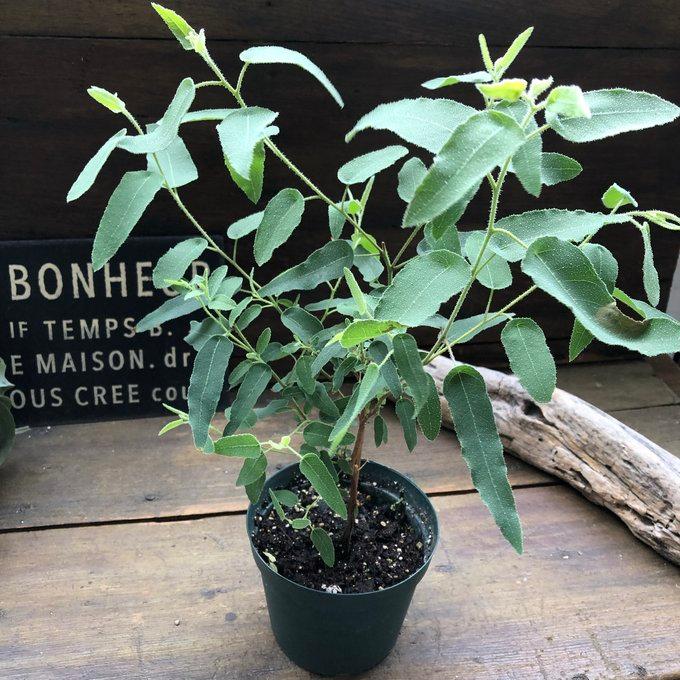 レモンユーカリ レモンユーカリ 即完売 アロマや虫除けに ガーデニング 観葉植物