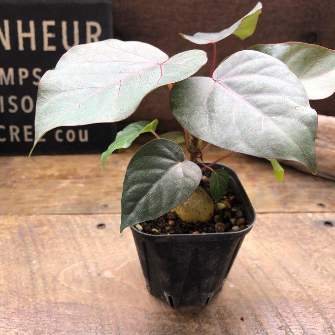 ペティオラリス 希少品種 赤い葉脈 塊根植物 : パリジェンヌ - 通販