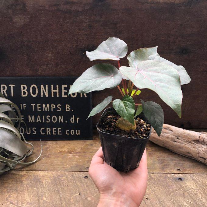 ペティオラリス 希少品種 赤い葉脈 塊根植物 : パリジェンヌ - 通販