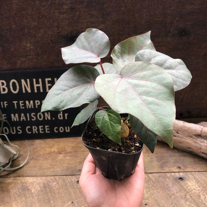 ペティオラリス 希少品種 赤い葉脈 塊根植物 : パリジェンヌ - 通販
