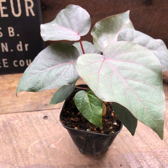 観葉植物 塊根フィカス・ペティオラリス 実生5年以上 発根済み