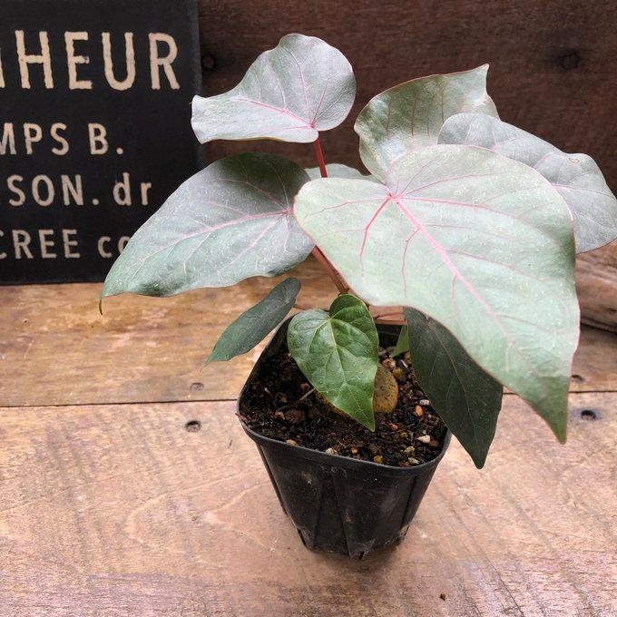 ペティオラリス 希少品種 赤い葉脈 塊根植物 : パリジェンヌ - 通販
