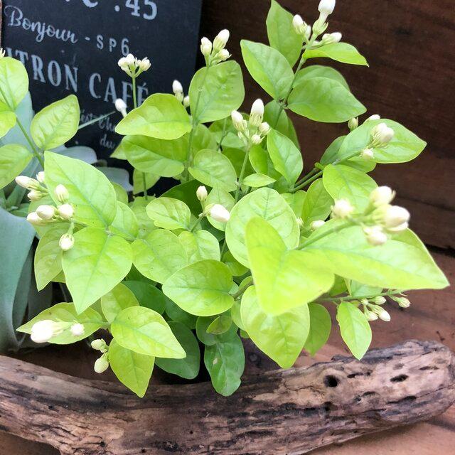 アラビアンジャスミン 茉莉花 与え ジャスミンティーに いい香り ジャスミン