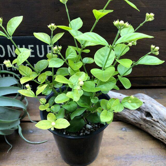 アラビアンジャスミン 茉莉花 与え ジャスミンティーに いい香り ジャスミン