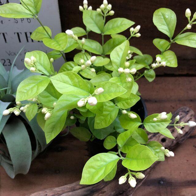 アラビアンジャスミン 茉莉花 与え ジャスミンティーに いい香り ジャスミン