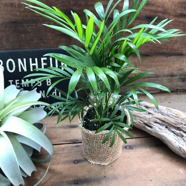 テーブルヤシ テーブルに 観葉植物 インテリア ガーデニング K 319 パリジェンヌ 通販 Yahoo ショッピング