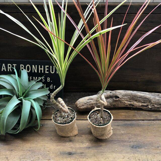 枝曲がり コンシンネ レインボー 観葉植物 買取 希少