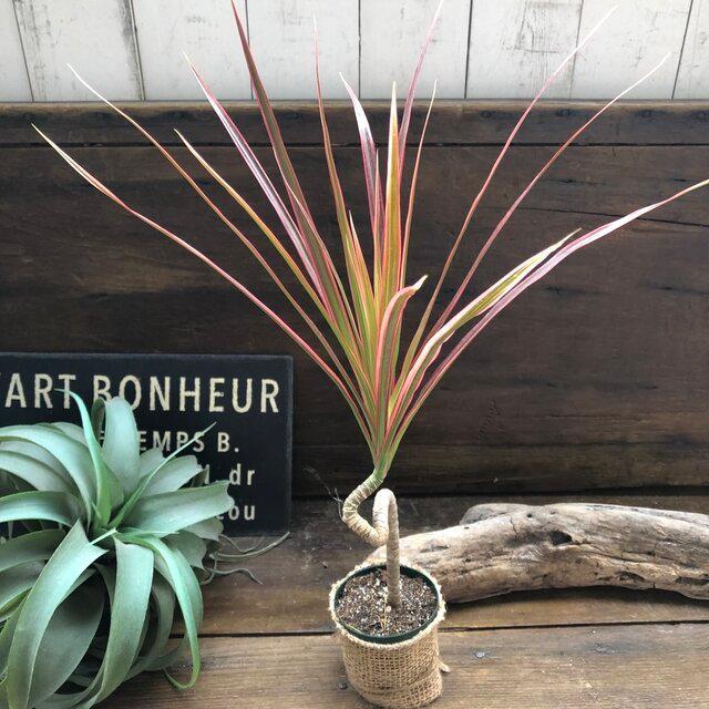 枝曲がり コンシンネ レインボー 観葉植物 買取 希少