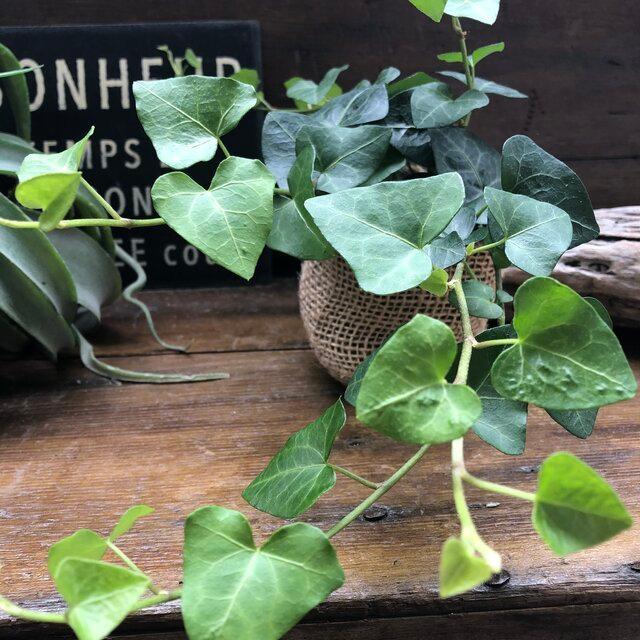 ハートへデラ ハート型 観葉植物 垂れ下がり K 327 パリジェンヌ 通販 Yahoo ショッピング