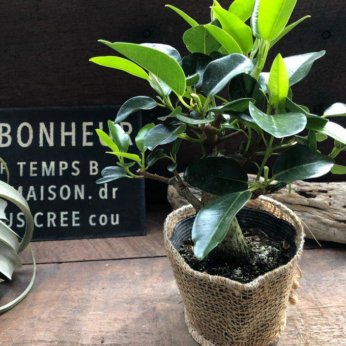 フランスゴムの木 観葉植物 曲がった幹