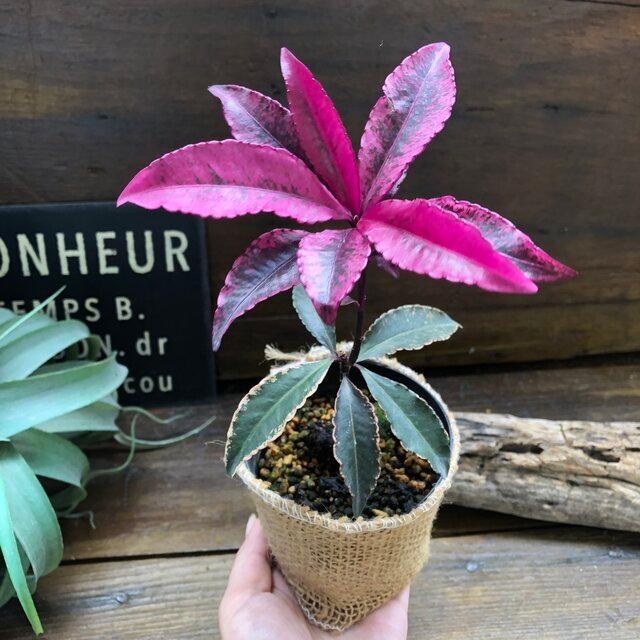 3年保証 斑入り万両 紅孔雀 赤葉万両 観葉植物 Wantannas Go Id