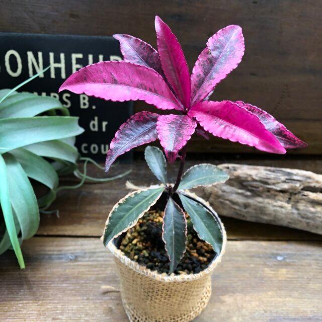 斑入り万両 紅孔雀 赤葉万両 観葉植物 : パリジェンヌ - 通販 - Yahoo