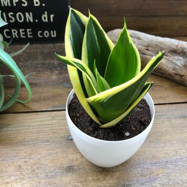 サンスベリア ハニー 空気清浄 多肉植物 観葉植物 :k-374:パリジェンヌ - 通販 - Yahoo!ショッピング サンスベリア ハニー 空気清浄 多肉植物 観葉植物 :k-374:パリジェンヌ - 通販 - Yahoo!ショッピング