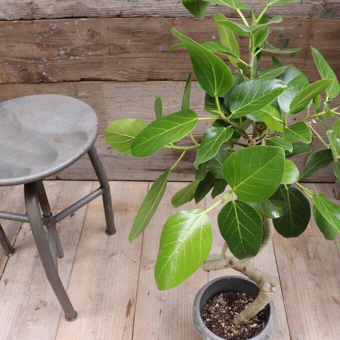 ベンガレンシス 6号 フィカス お部屋に 観葉植物 : パリジェンヌ
