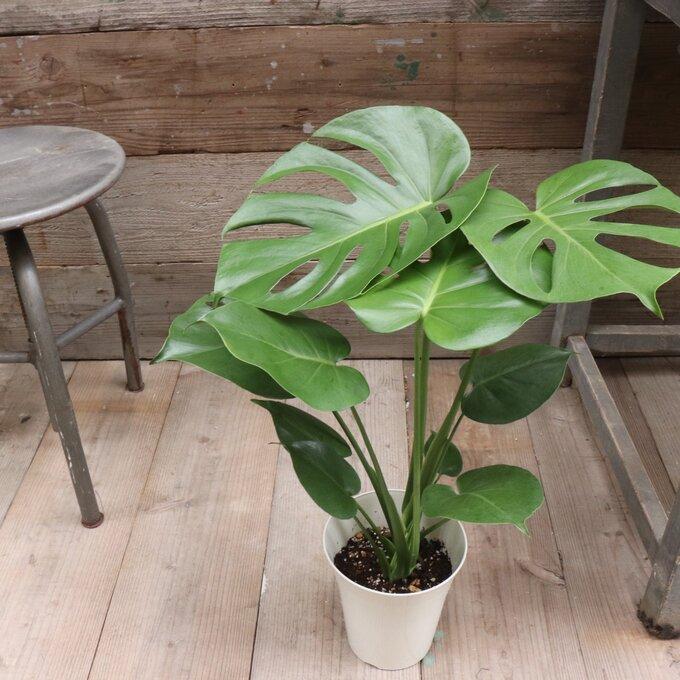 モンステラ 6号 観葉植物 インテリア ガーデニング : パリジェンヌ