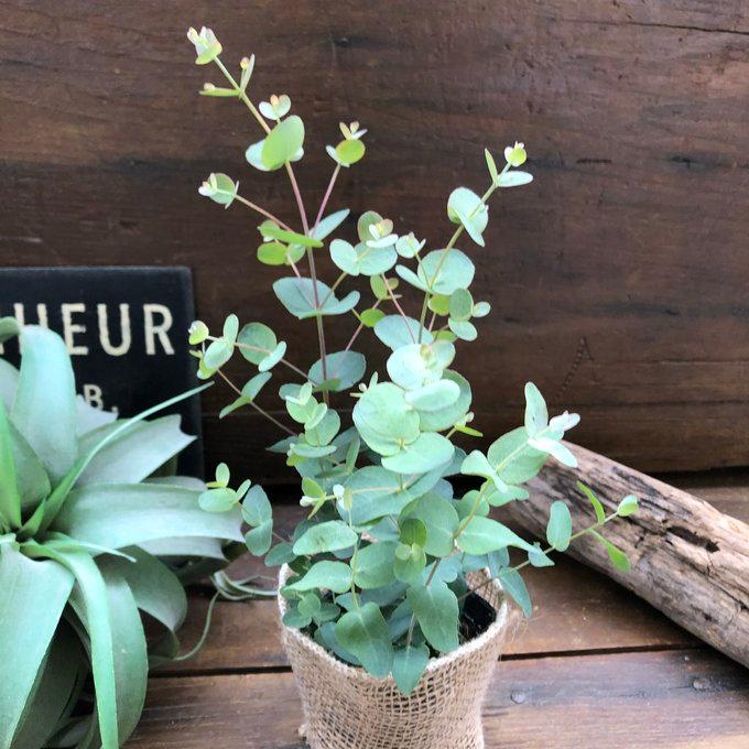 グニー 3.5号 ユーカリ 希少 ガーデニング 観葉植物 : パリジェンヌ