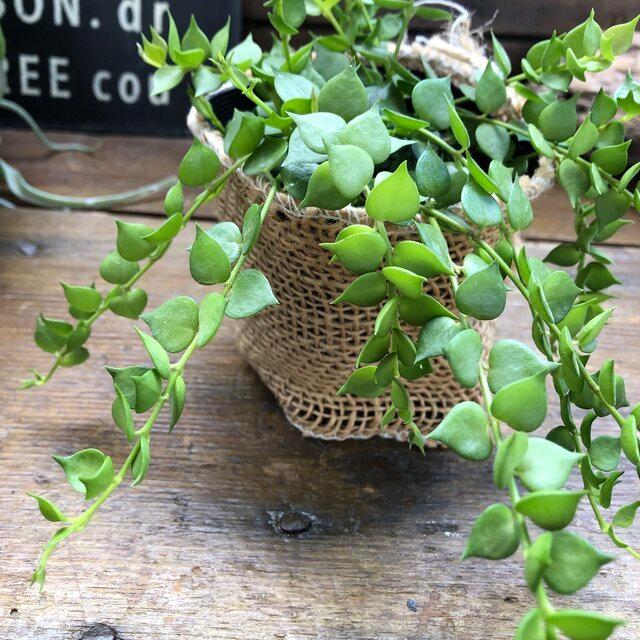 ミリオンハート ディスキディア 観葉植物 垂れ下がり Shilpaahuja Com