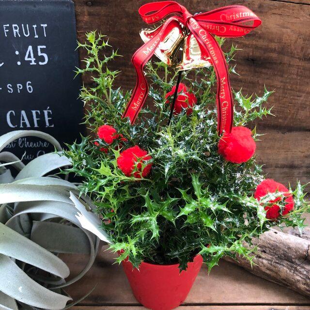 Xmasヒイラギ ラメ付き クリスマスに 観葉植物 Shilpaahuja Com