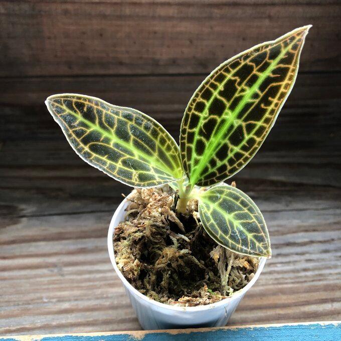 7円 即出荷 サンデリアーナ 宝石蘭 ジュエルオーキッド マコデス